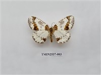 藏品(尺蛾21.1)的圖片